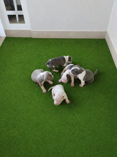 Venda de filhotes de American Bully 