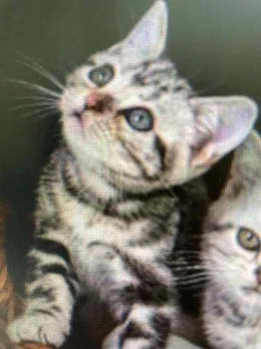 Gato Americano