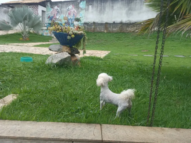 Poodle toy filhotes 