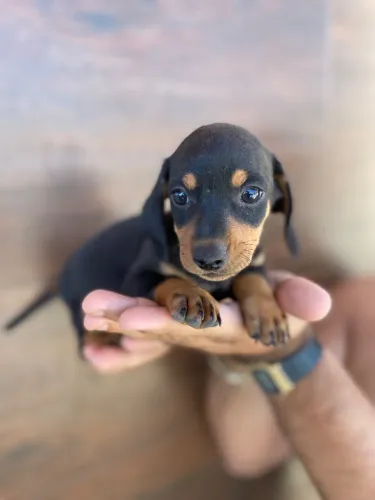 Última oportunidade de ter um Dachshund! Último filhote'