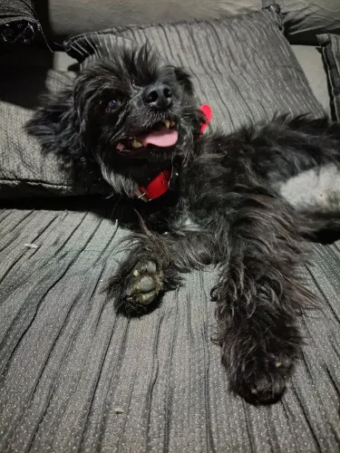 Doação de pet fofo. 