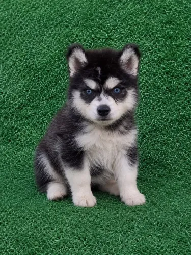 Husky siberiano macho