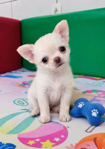 Chihuahua Machos Cremes