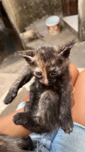 Doação de gatinho filhotes