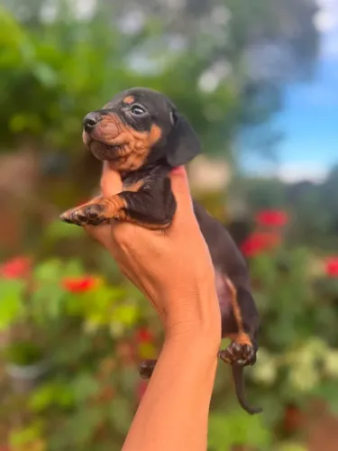 Salsicha mofado Basset