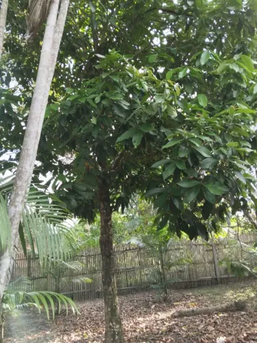 Terreno ariramba mosqueiro
