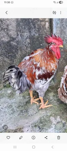 Disponível Frango gsb