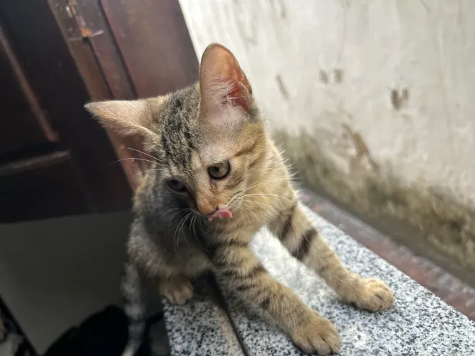 gatinha linda para adoção 