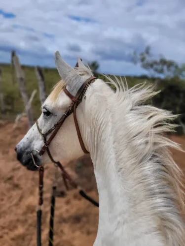 Égua Mangalarga top de sela