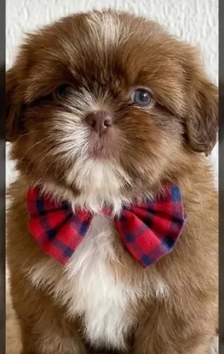 Filhote de shih tzu linhagem rara de olhos verdes e narizinho marrom