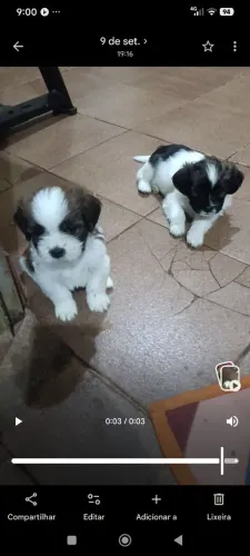 Vendo filhotes