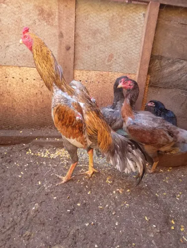 Galinhas 