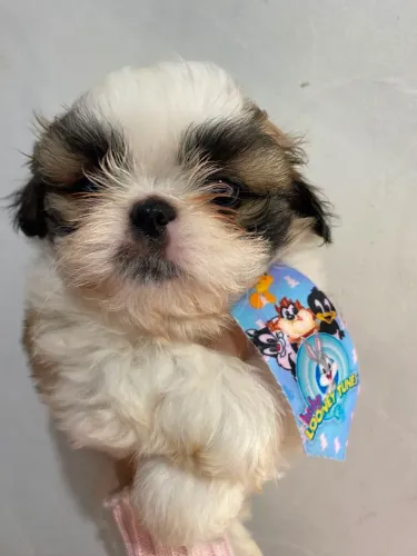 Vendo lindos filhotes de shih-tzu 