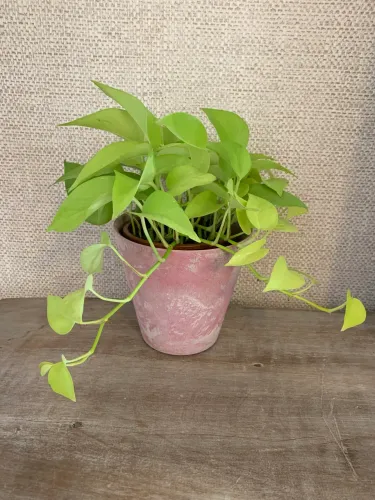 Vaso da marca holandesa Artstone/Warentuin para plantas.