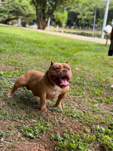 Macho American Bully Micro