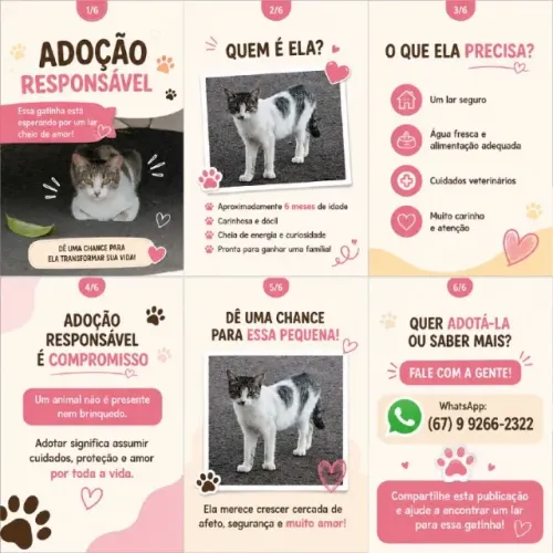 Gatinha fêmea 10 meses castrada. Adoção responsável.