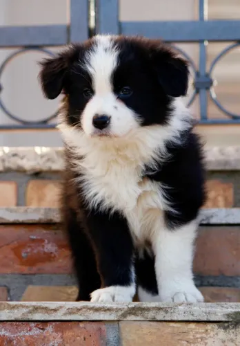 Border collie preto e branco 