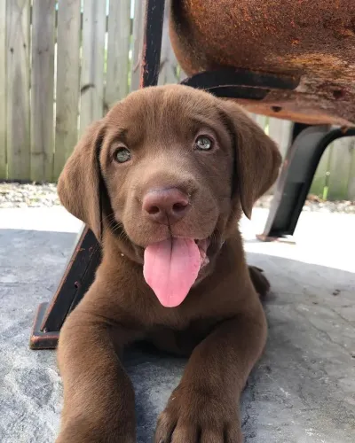 Labrador chocolate puros com pedigree m