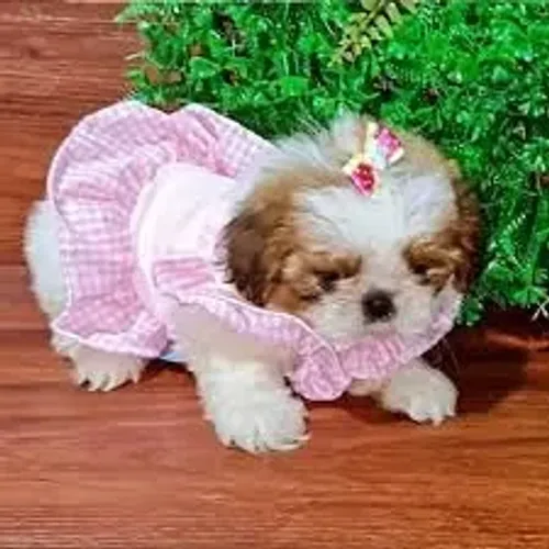 Shih Tzu Faço da companhia meu maior presente.