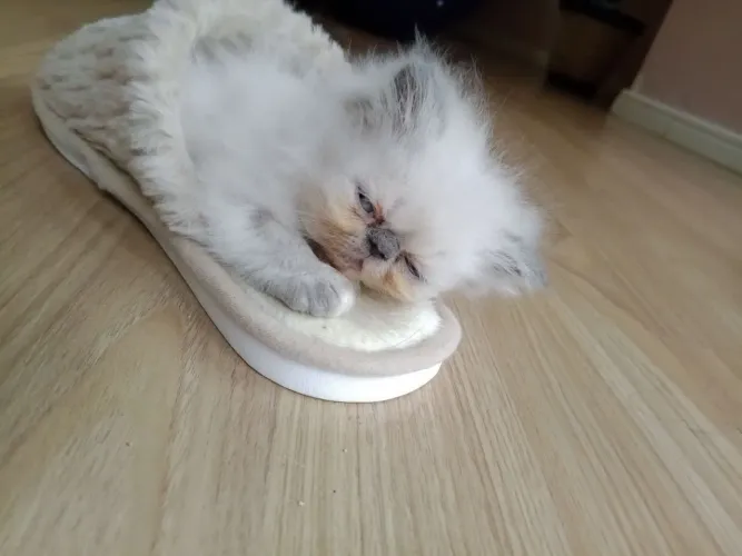 Gatinha Persa filhote ,pura ,extremada ,linda ,brincalhona e carinhosa!