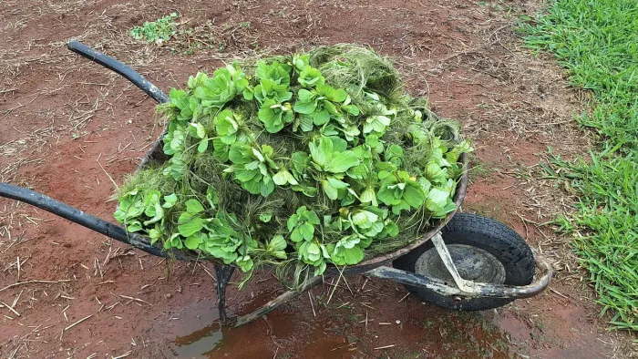 Planta aquática alface d'água