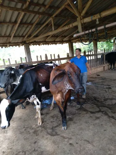 Vendo 20 vacas 10 em lactação e 10 amojando 