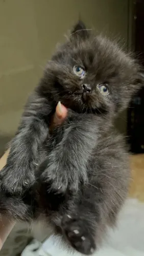 Gato Persa em Mossoró