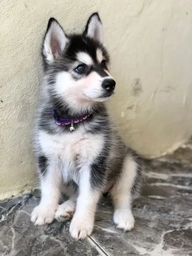 Husky siberiano Esse filhotinho tá bão demais da conta!