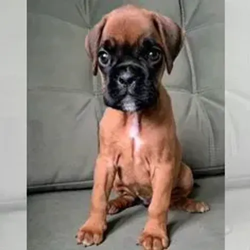 Boxer,Boxer Filhote Pronto Para Novo Lar