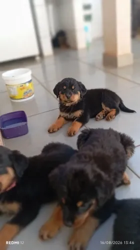 Rottweiler filhotes Interessado ZAP *