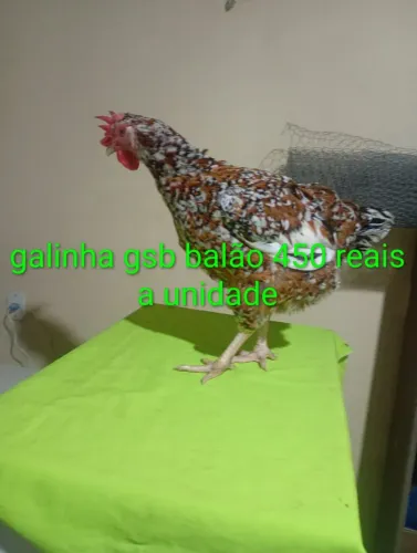 Galinha frango e franga Gsb balão disponível 