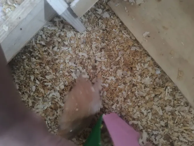 Hamster  Sírio 