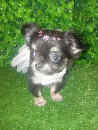 Chihuahua Fêmea - Black com Botinhas Marrons