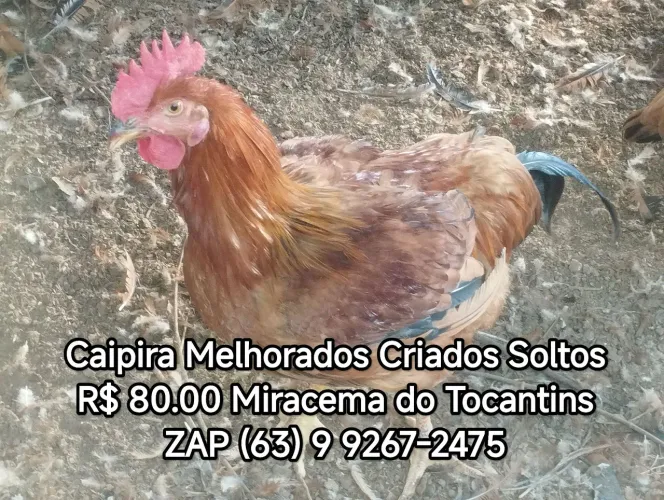 FRANGOS CAIPIRAS MELHORADOS - CRIADOS SOLTOS | R$ 80