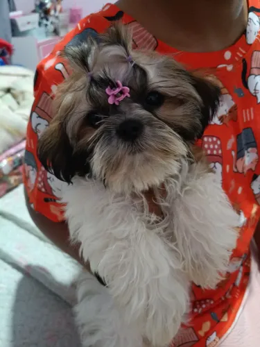 Shitzu Fêmea