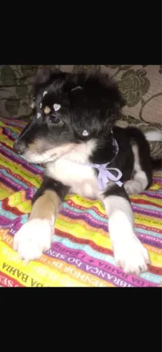 Border collie Filhote Fêmea 2 meses