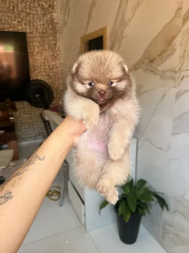 Lulu da pomerania