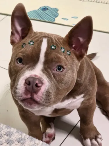 Filhote American Bully micro/pocket fêmea