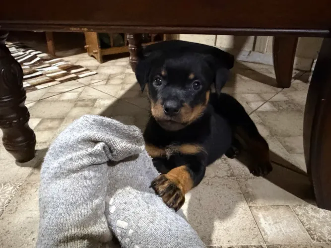Filhotes de Rottweiller 2.200 as Fêmeas e 1.600 os machos