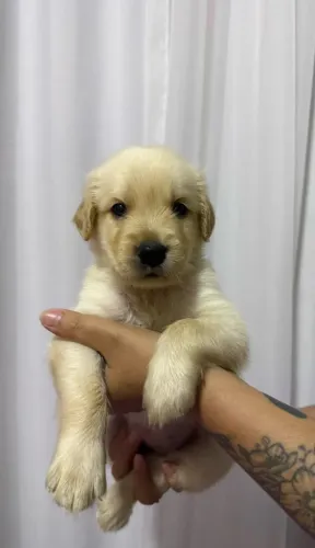 Golden Retriever