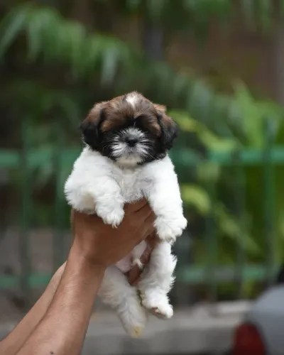 Lhasa Apso lindo