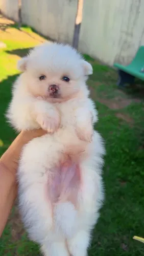 Vendo filhote de spitz alemão