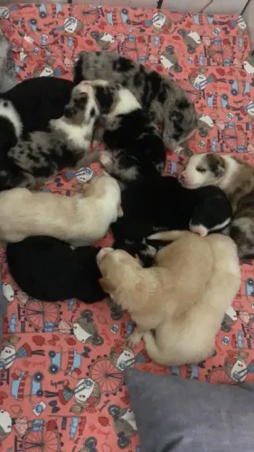 Filhotes de border collie fêmeas 