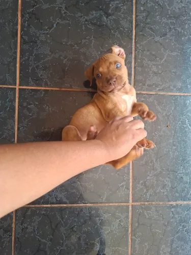 Filhotes de pit monster