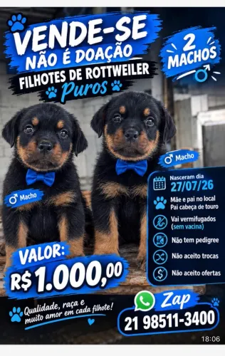 Filhote de cachorro Rottweiler