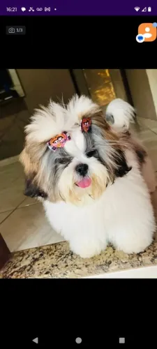 Lhasa apso adulta disponivel