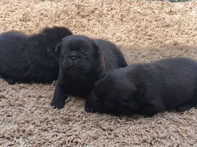 Filhote pug