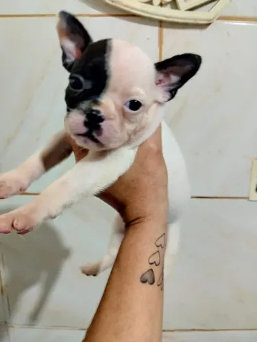 Filhotes de Bulldog Francês