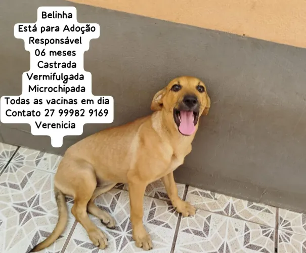 Cachorro para adoção!!!