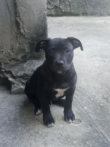 Filhote de Pitbull